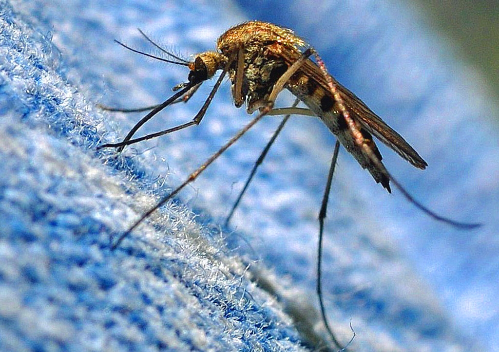 Уничтожение комаров на открытых территориях