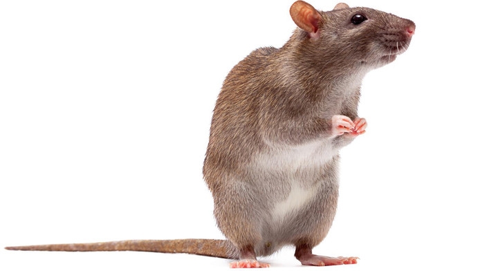 Истребление грызунов. Борьба с крысами в Челябинске