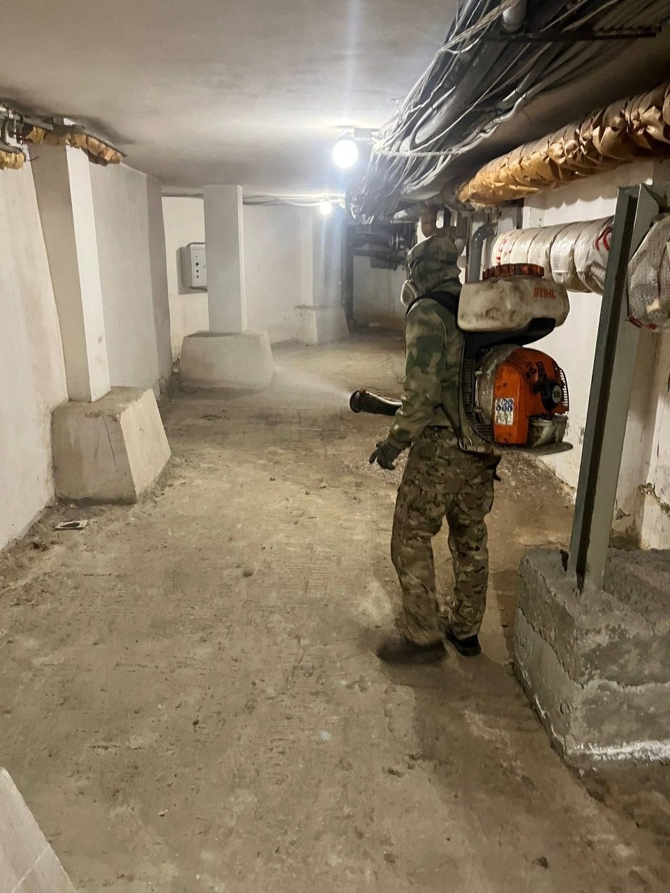 Крысы в подвале многоквартирного дома: кто обязан травить и как часто
